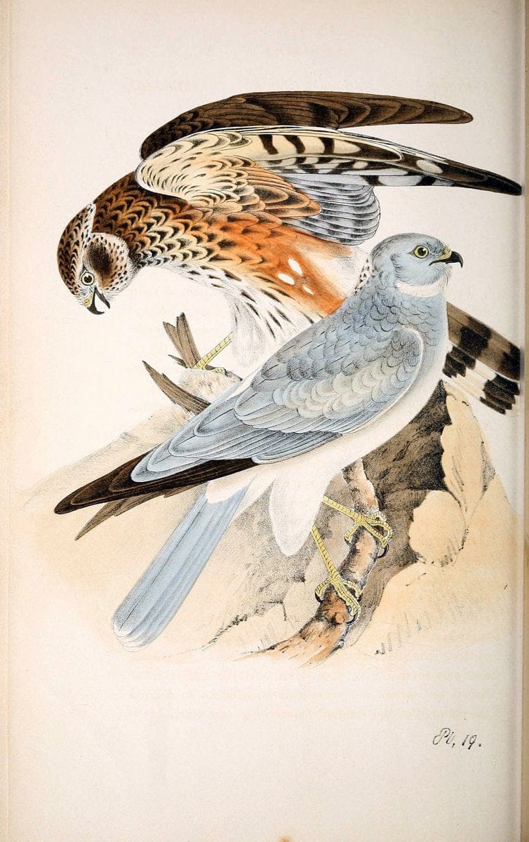 Coloured illustrations of British birds, and their eggs /.London :G.W. Nickisson,1842-1850.. |  | Vintage Print Reproduction 453715
