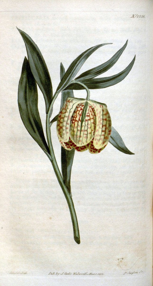 Curtis's botanical magazine. London ; New York [etc.] :Academic Press [etc.]. | "Botanical illustration" Botany Periodicals "Pictorial works" "Plants, Ornamental"  | Vintage Print Reproduction 453716