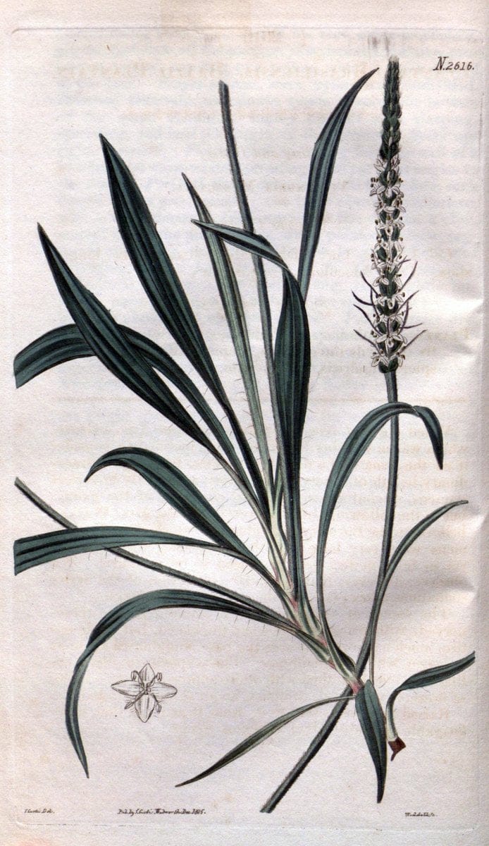 Curtis's botanical magazine. London ; New York [etc.] :Academic Press [etc.]. | "Botanical illustration" Botany Periodicals "Pictorial works" "Plants, Ornamental"  | Vintage Print Reproduction 453717