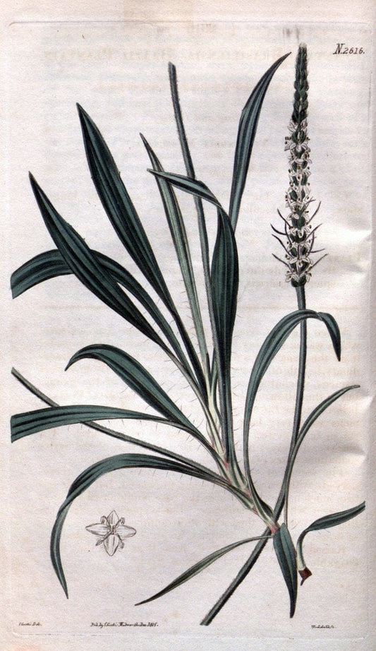 Curtis's botanical magazine. London ; New York [etc.] :Academic Press [etc.]. | "Botanical illustration" Botany Periodicals "Pictorial works" "Plants, Ornamental"  | Vintage Print Reproduction 453717
