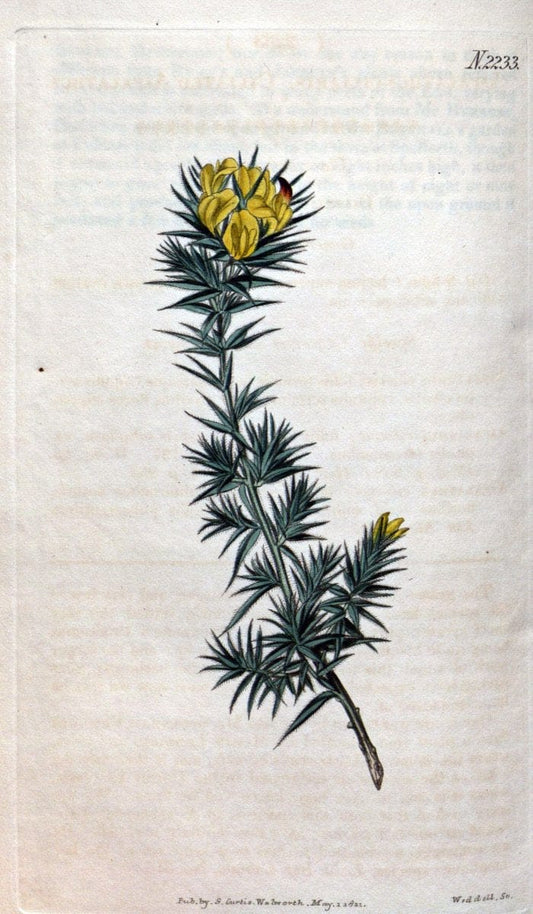 Curtis's botanical magazine. London ; New York [etc.] :Academic Press [etc.]. | "Botanical illustration" Botany Periodicals "Pictorial works" "Plants, Ornamental"  | Vintage Print Reproduction 453719