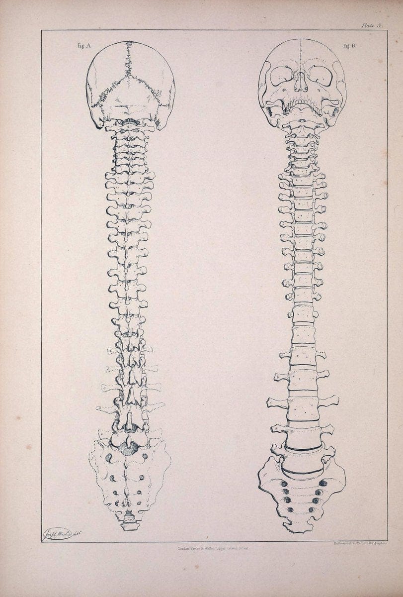 Comparative osteology:.London,Taylor and Walton,1847.  | Bones | Vintage Print Reproduction 453720
