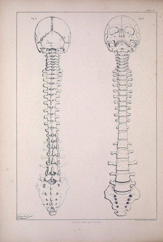 Comparative osteology:.London,Taylor and Walton,1847.  | Bones | Vintage Print Reproduction 453720