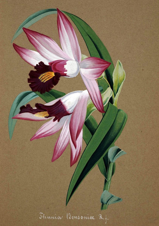 Collection d'orchideÃŒÂes.[S.l. :s.n.,18--]. | "Botanical illustration" Orchidaceae "Orchidaceae in art" "Pictorial works"  | Vintage Print Reproduction 453721