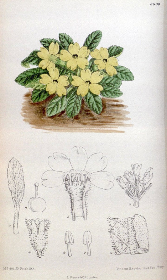 Curtis's botanical magazine. London ; New York [etc.] :Academic Press [etc.]. | "Botanical illustration" Botany Periodicals "Pictorial works" "Plants, Ornamental"  | Vintage Print Reproduction 453722