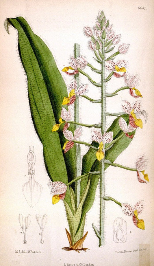 Curtis's botanical magazine. London ; New York [etc.] :Academic Press [etc.]. | "Botanical illustration" Botany Periodicals "Pictorial works" "Plants, Ornamental"  | Vintage Print Reproduction 453723