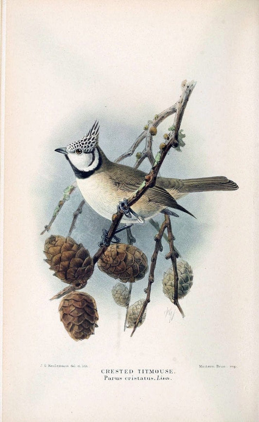 Coloured figures of the birds of the British Islands / issued by Lord Lilford. London :R | 59.82(42) Birds "Great Britain" "Pictorial works"  | Vintage Print Reproduction 453724