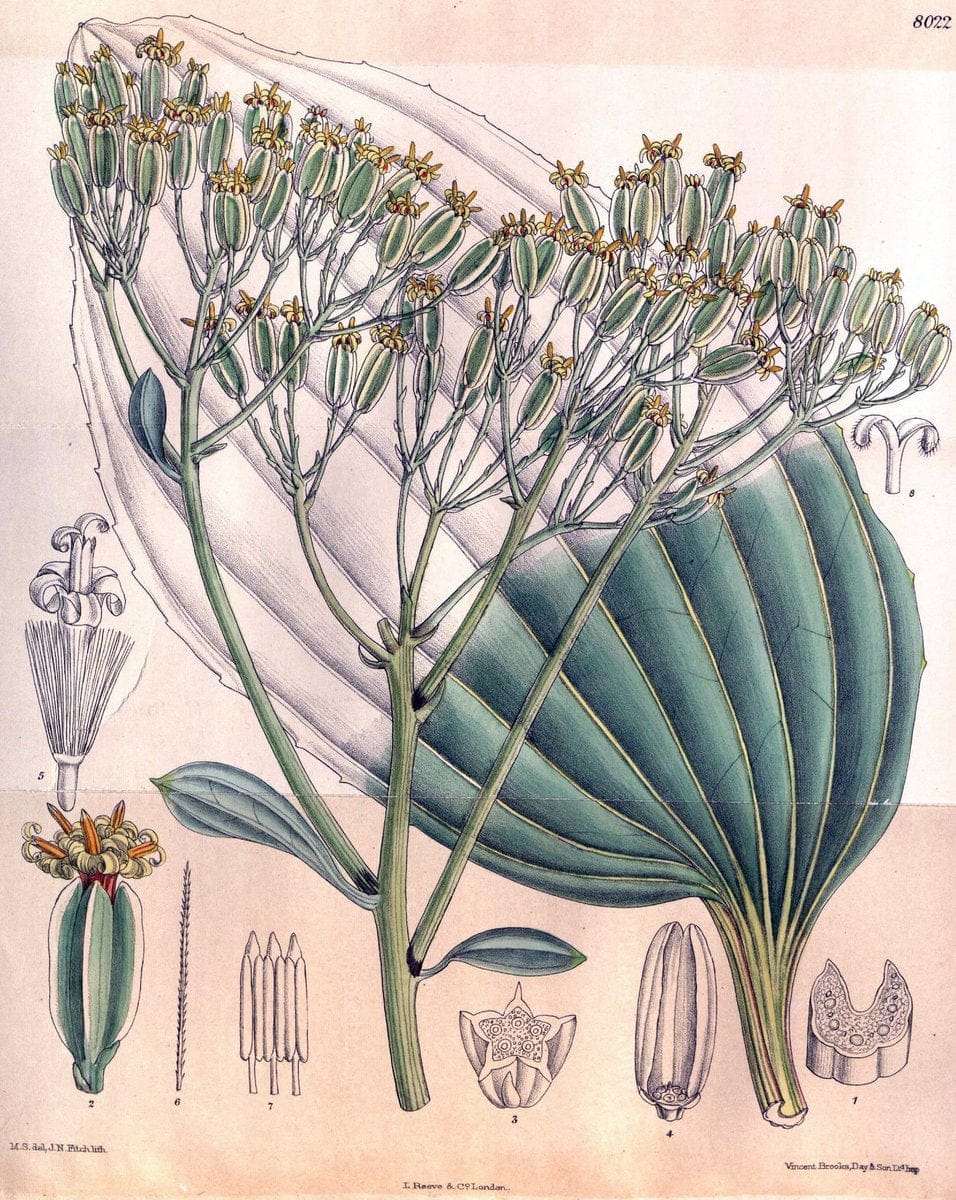 Curtis's botanical magazine. London ; New York [etc.] :Academic Press [etc.]. | "Botanical illustration" Botany Periodicals "Pictorial works" "Plants, Ornamental"  | Vintage Print Reproduction 453726