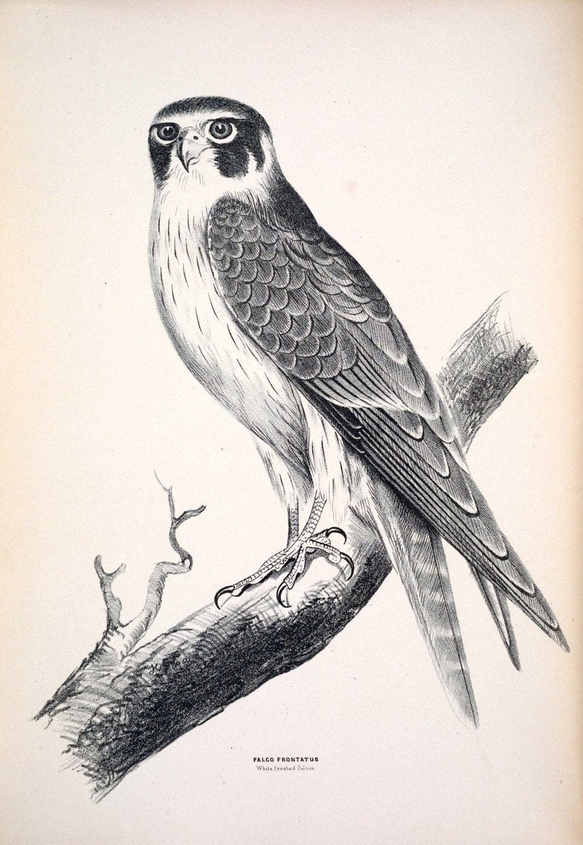 Companion to Gould's Handbook; or, Synopsis of the birds of Australia. Brisbane,Thorne & Greenwell,1877.  | Australia Birds | Vintage Print Reproduction 453727