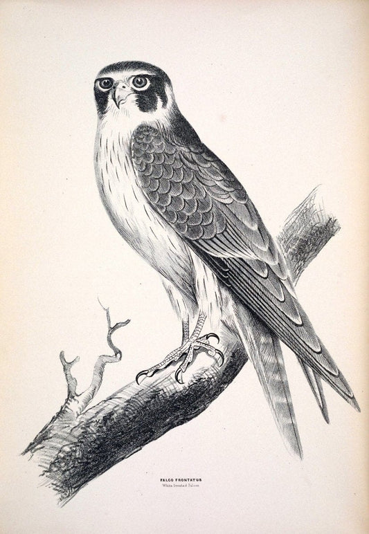 Companion to Gould's Handbook; or, Synopsis of the birds of Australia. Brisbane,Thorne & Greenwell,1877.  | Australia Birds | Vintage Print Reproduction 453727