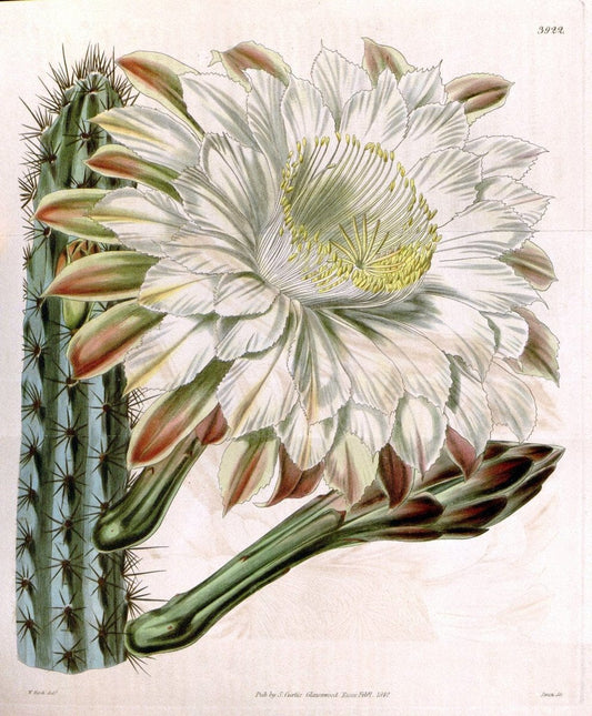 Curtis's botanical magazine. London ; New York [etc.] :Academic Press [etc.]. | "Botanical illustration" Botany Periodicals "Pictorial works" "Plants, Ornamental"  | Vintage Print Reproduction 453728