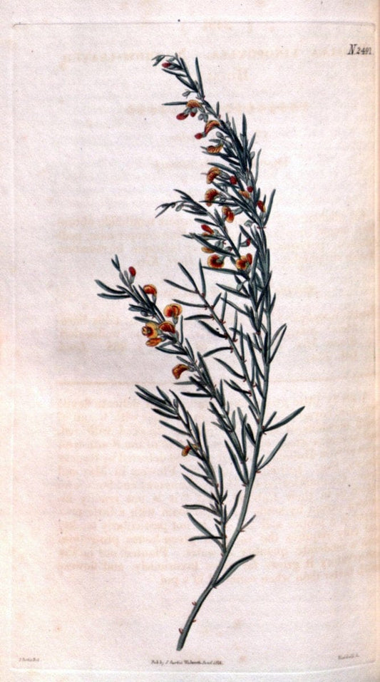Curtis's botanical magazine. London ; New York [etc.] :Academic Press [etc.]. | "Botanical illustration" Botany Periodicals "Pictorial works" "Plants, Ornamental"  | Vintage Print Reproduction 453729