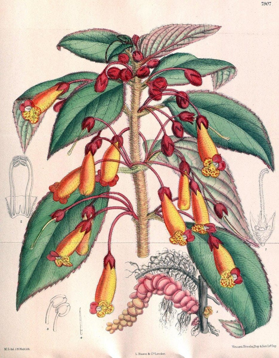 Curtis's botanical magazine. London ; New York [etc.] :Academic Press [etc.]. | "Botanical illustration" Botany Periodicals "Pictorial works" "Plants, Ornamental"  | Vintage Print Reproduction 453730
