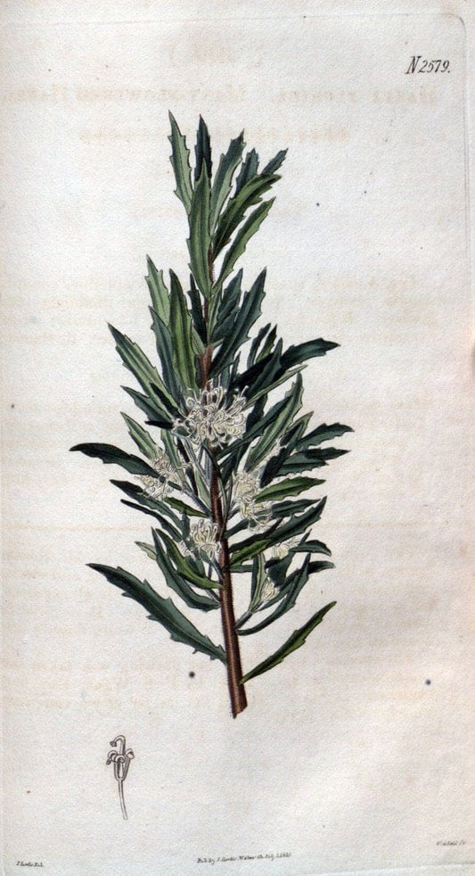 Curtis's botanical magazine. London ; New York [etc.] :Academic Press [etc.]. | "Botanical illustration" Botany Periodicals "Pictorial works" "Plants, Ornamental"  | Vintage Print Reproduction 453732