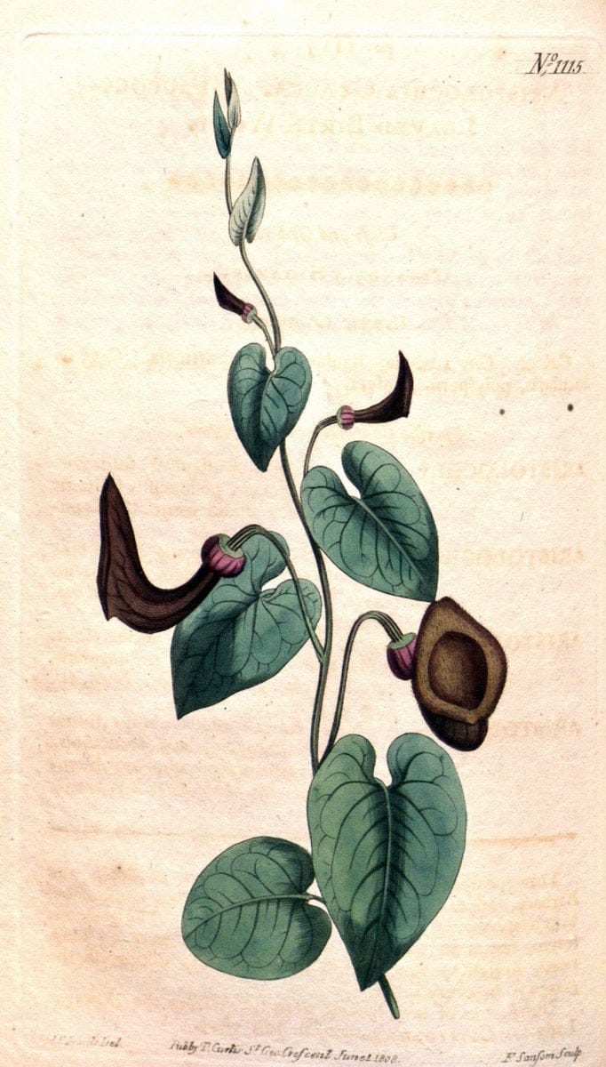 Curtis's botanical magazine. London ; New York [etc.] :Academic Press [etc.]. | "Botanical illustration" Botany Periodicals "Pictorial works" "Plants, Ornamental"  | Vintage Print Reproduction 453733