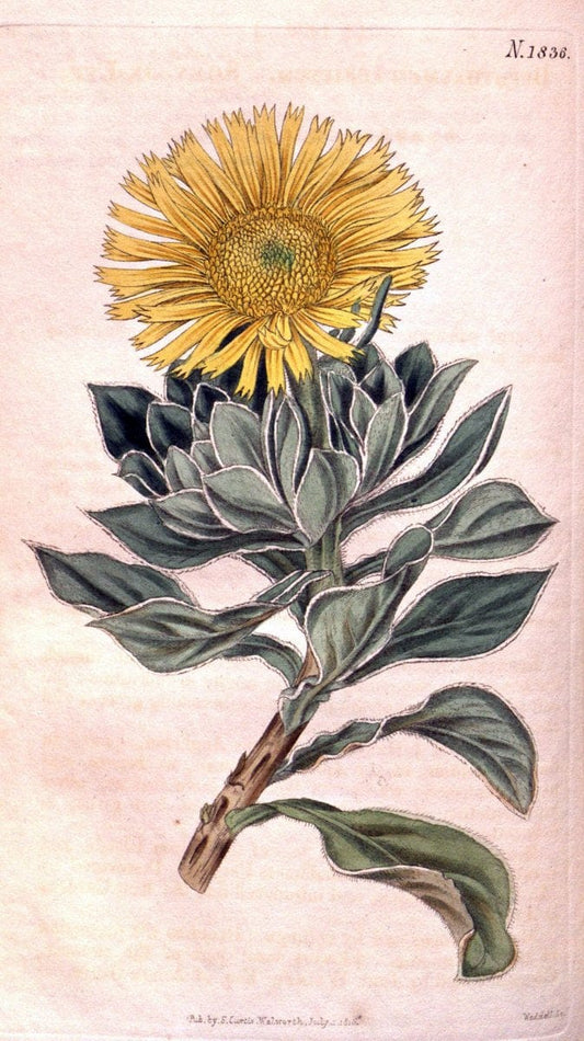Curtis's botanical magazine. London ; New York [etc.] :Academic Press [etc.]. | "Botanical illustration" Botany Periodicals "Pictorial works" "Plants, Ornamental"  | Vintage Print Reproduction 453734