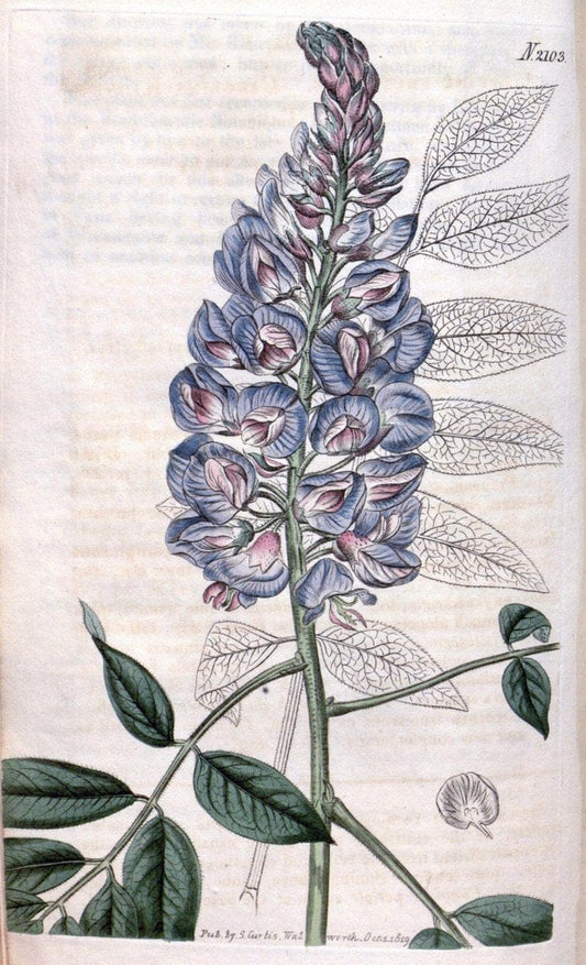 Curtis's botanical magazine. London ; New York [etc.] :Academic Press [etc.]. | "Botanical illustration" Botany Periodicals "Pictorial works" "Plants, Ornamental"  | Vintage Print Reproduction 453737