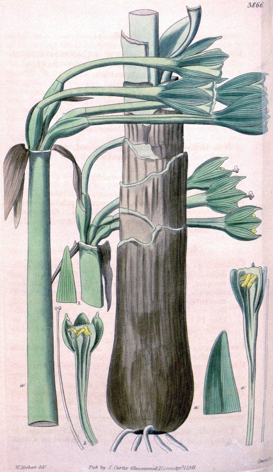 Curtis's botanical magazine. London ; New York [etc.] :Academic Press [etc.]. | "Botanical illustration" Botany Periodicals "Pictorial works" "Plants, Ornamental"  | Vintage Print Reproduction 453738