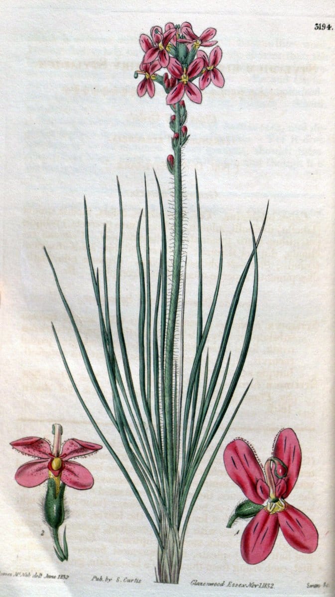 Curtis's botanical magazine. London ; New York [etc.] :Academic Press [etc.]. | "Botanical illustration" Botany Periodicals "Pictorial works" "Plants, Ornamental"  | Vintage Print Reproduction 453739