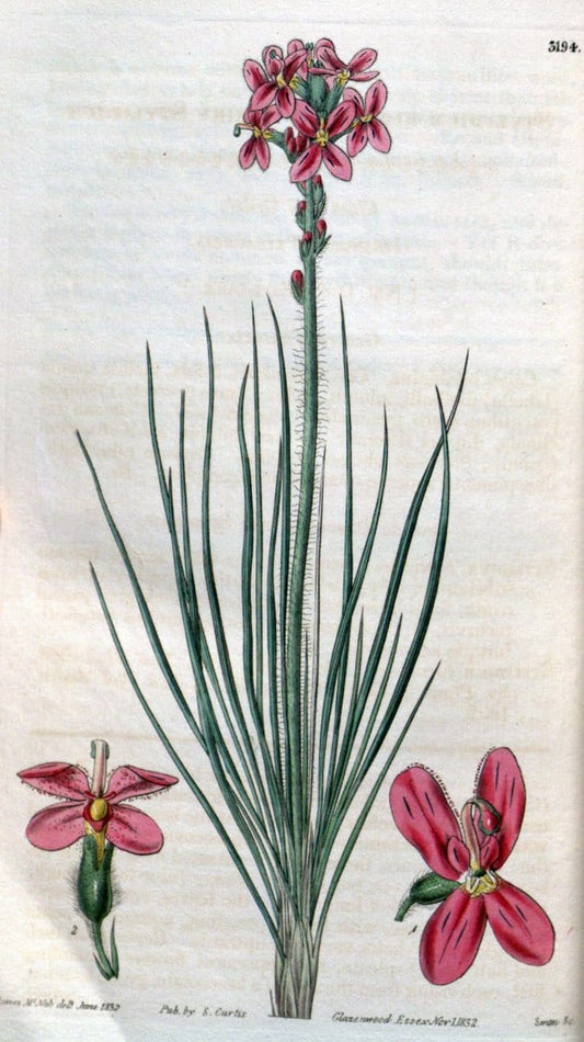 Curtis's botanical magazine. London ; New York [etc.] :Academic Press [etc.]. | "Botanical illustration" Botany Periodicals "Pictorial works" "Plants, Ornamental"  | Vintage Print Reproduction 453739