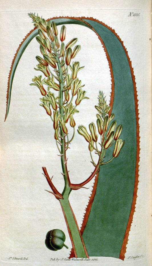 Curtis's botanical magazine. London ; New York [etc.] :Academic Press [etc.]. | "Botanical illustration" Botany Periodicals "Pictorial works" "Plants, Ornamental"  | Vintage Print Reproduction 453740