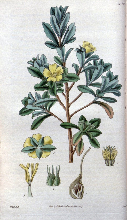 Curtis's botanical magazine..London ;New York [etc.] :Academic Press [etc.]. |  | Vintage Print Reproduction 453742
