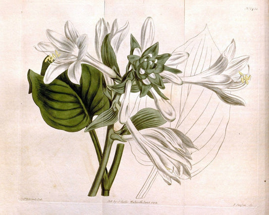 Curtis's botanical magazine..London ;New York [etc.] :Academic Press [etc.]. |  | Vintage Print Reproduction 453743
