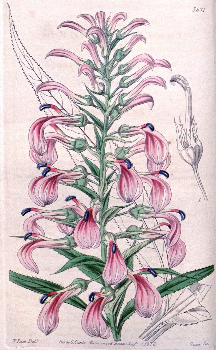 Curtis's botanical magazine..London ;New York [etc.] :Academic Press [etc.]. |  | Vintage Print Reproduction 453744