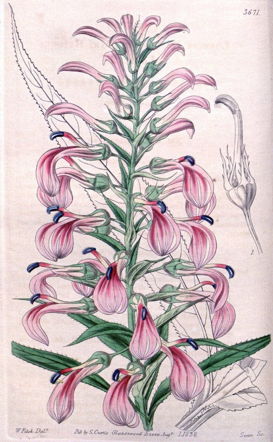 Curtis's botanical magazine..London ;New York [etc.] :Academic Press [etc.]. |  | Vintage Print Reproduction 453744