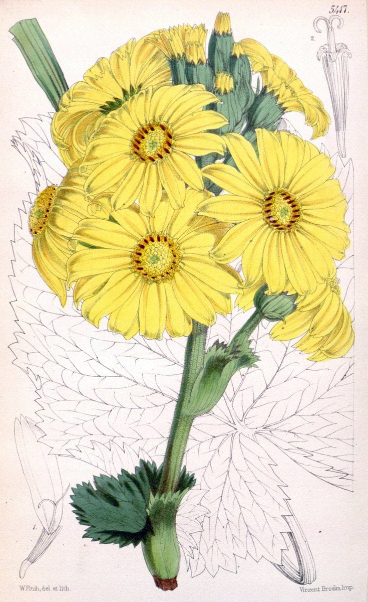 Curtis's botanical magazine..London ;New York [etc.] :Academic Press [etc.]. |  | Vintage Print Reproduction 453745