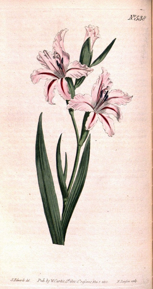 Curtis's botanical magazine. London ;New York [etc.] :Academic Press [etc.]. | Botany Periodicals "Pictorial works"  | Vintage Print Reproduction 453746