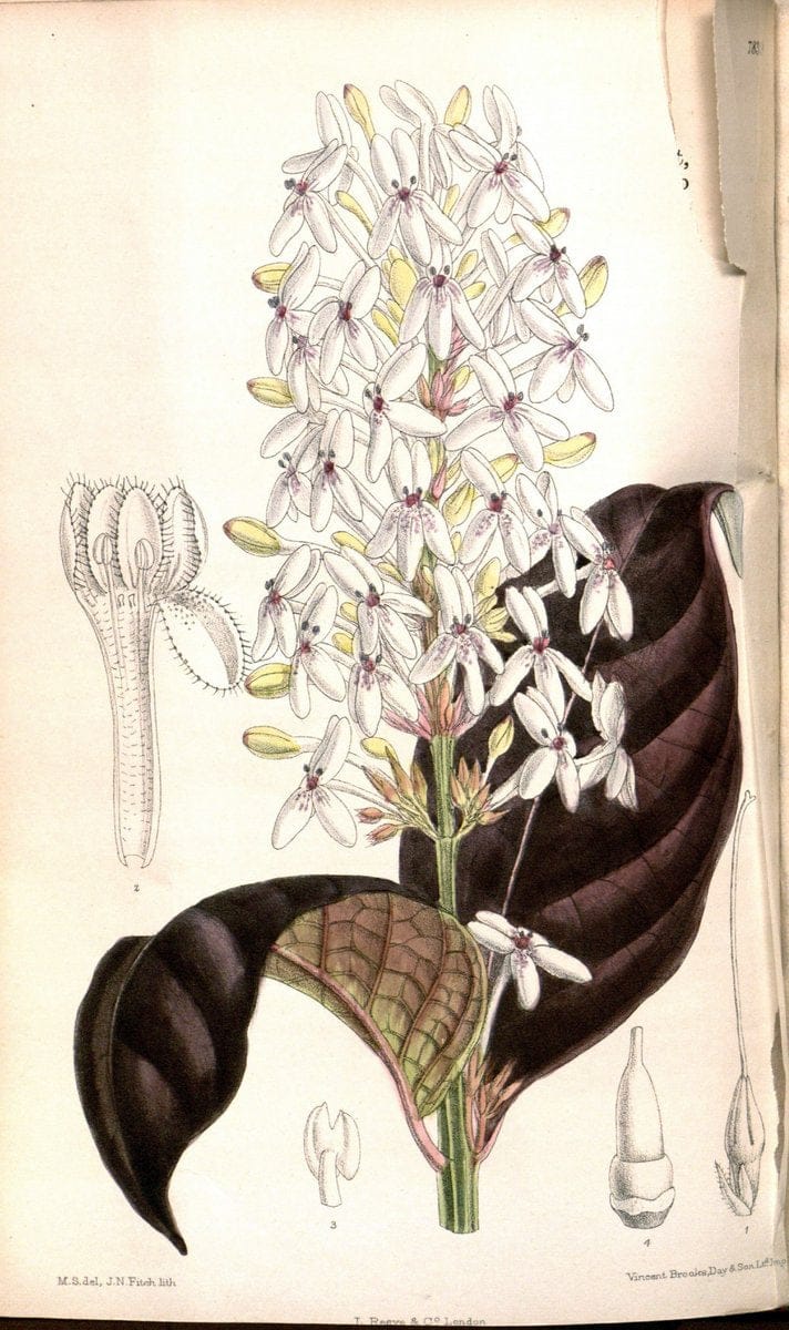 Curtis's botanical magazine. London ;New York [etc.] :Academic Press [etc.]. | Botany Periodicals "Pictorial works"  | Vintage Print Reproduction 453747