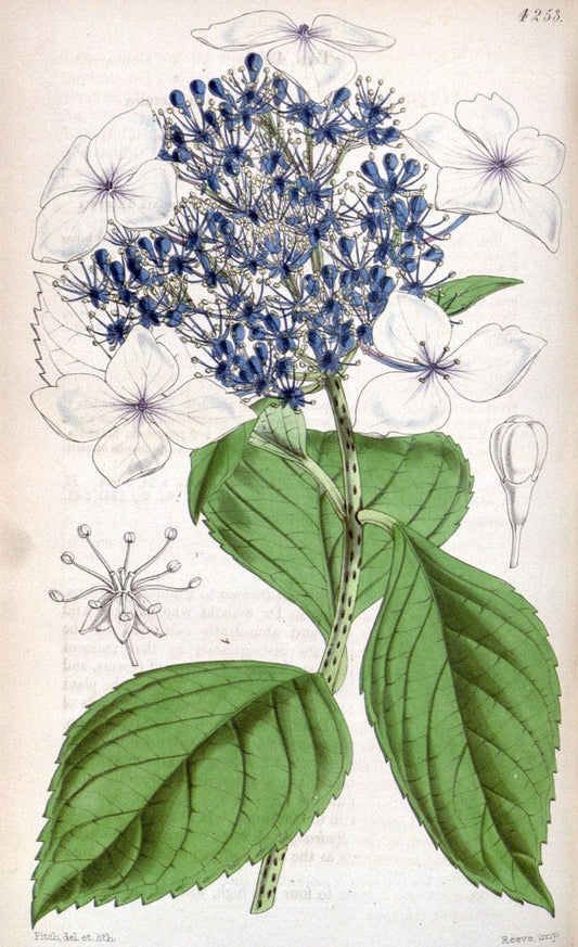 Curtis's botanical magazine. London ;New York [etc.] :Academic Press [etc.]. | Botany Periodicals "Pictorial works"  | Vintage Print Reproduction 453748