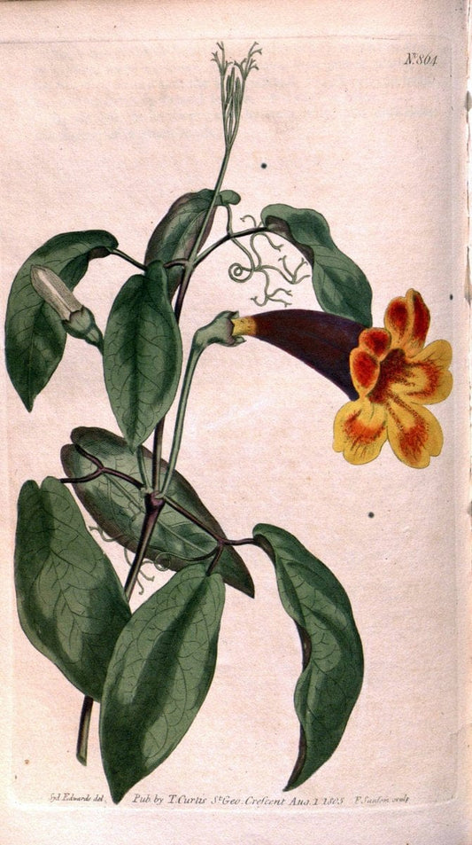 Curtis's botanical magazine. London ;New York [etc.] :Academic Press [etc.]. | Botany Periodicals "Pictorial works"  | Vintage Print Reproduction 453750