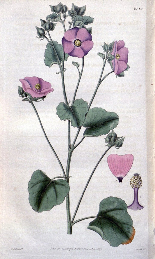 Curtis's botanical magazine. London ;New York [etc.] :Academic Press [etc.]. | Botany Periodicals "Pictorial works"  | Vintage Print Reproduction 453752