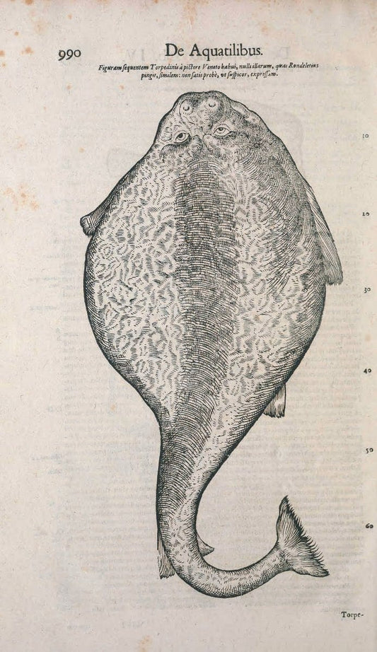 Conradi Gesneri medici Tigurini Historiae animalium liber IV :.Francofurti :In Bibliopol | "Early works to 1800" Fishes Mollusks "Pre-Linnean works" Zoology | Vintage Print Reproduction 453753