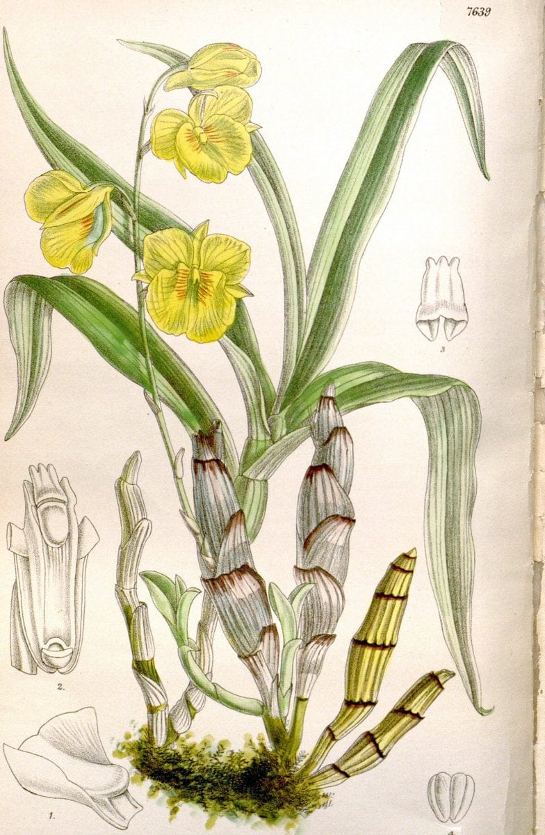 Curtis's botanical magazine. London ; New York [etc.] :Academic Press [etc.]. | "Botanical illustration" Botany Periodicals "Pictorial works" "Plants, Ornamental"  | Vintage Print Reproduction 453754