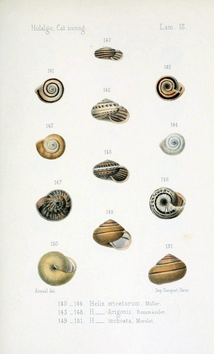 Catalogo iconografico y descriptivo de los moluscos terrestres de EspaÃ Â±a, Portugal y la | "Balearic Islands" Mollusks Portugal Spain  | Vintage Print Reproduction 453755