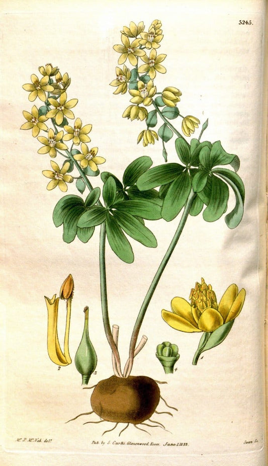 Curtis's botanical magazine. London ; New York [etc.] :Academic Press [etc.]. | "Botanical illustration" Botany Periodicals "Pictorial works" "Plants, Ornamental"  | Vintage Print Reproduction 453757