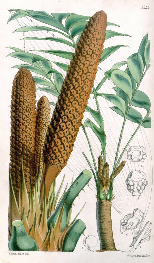 Curtis's botanical magazine. London ; New York [etc.] :Academic Press [etc.]. | "Botanical illustration" Botany Periodicals "Pictorial works" "Plants, Ornamental"  | Vintage Print Reproduction 453759