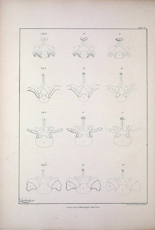 Comparative osteology:.London,Taylor and Walton,1847.  | Bones | Vintage Print Reproduction 453760