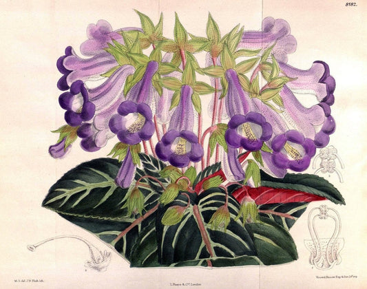 Curtis's botanical magazine. London ; New York [etc.] :Academic Press [etc.]. | "Botanical illustration" Botany Periodicals "Pictorial works" "Plants, Ornamental"  | Vintage Print Reproduction 453761