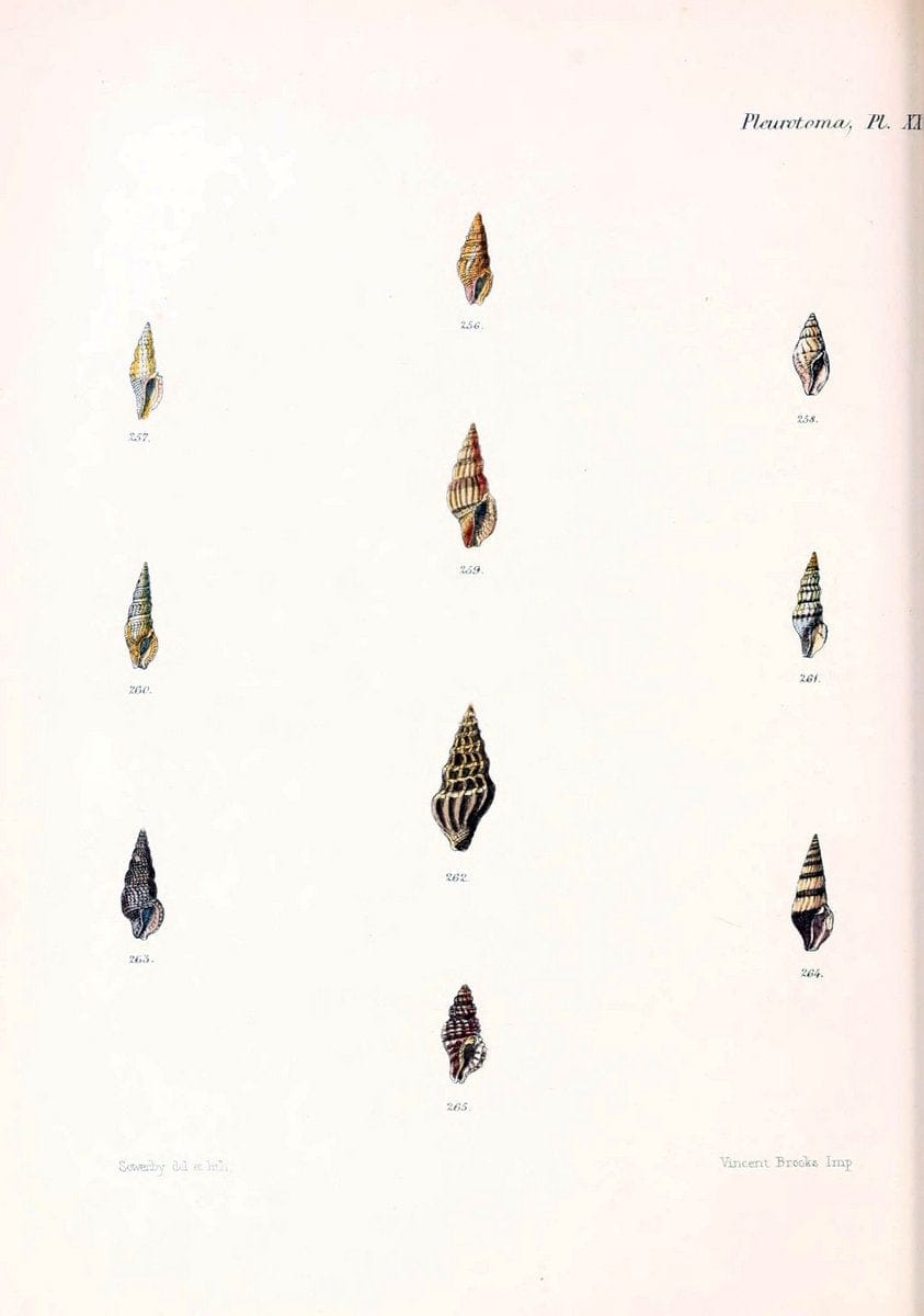 Conchologia iconica, or, Illustrations of the shells of molluscous animals. v.1London :Reeve, Brothers,1843-1878. | Mollusks "Pictorial works" Shells  | Vintage Print Reproduction 453762