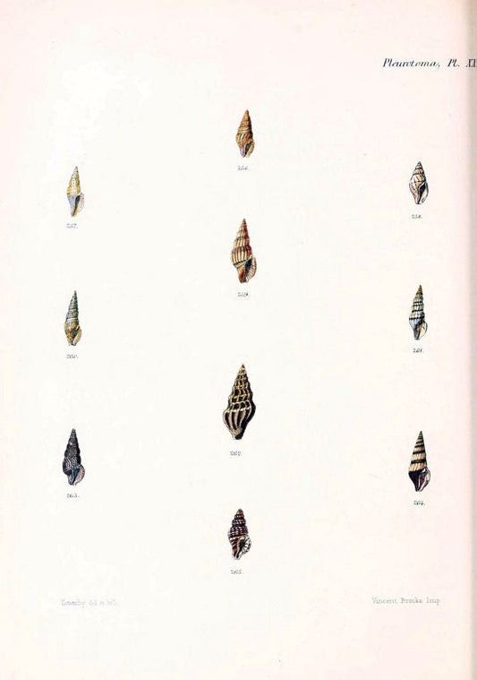 Conchologia iconica, or, Illustrations of the shells of molluscous animals. v.1London :Reeve, Brothers,1843-1878. | Mollusks "Pictorial works" Shells  | Vintage Print Reproduction 453762