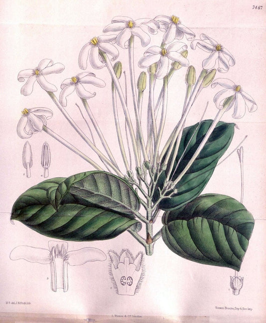 Curtis's botanical magazine. London ; New York [etc.] :Academic Press [etc.]. | "Botanical illustration" Botany Periodicals "Pictorial works" "Plants, Ornamental"  | Vintage Print Reproduction 453763