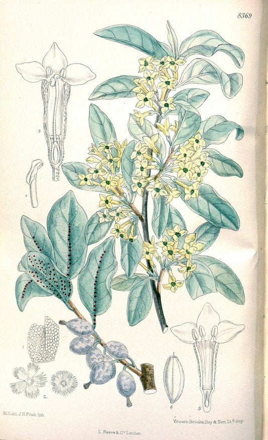 Curtis's botanical magazine. London ; New York [etc.] :Academic Press [etc.]. | "Botanical illustration" Botany Periodicals "Pictorial works" "Plants, Ornamental"  | Vintage Print Reproduction 453764