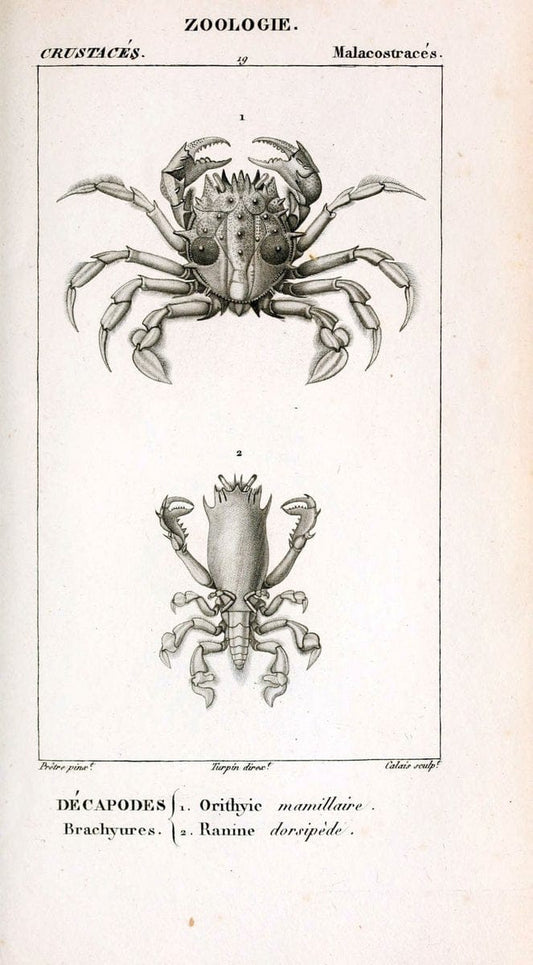ConsidÃ©rations gÃ©nÃ©rales sur la classe des crustacÃ©s :.Paris :F.G. Levrault,1825.  | Crustacea France Zoology  | Vintage Print Reproduction 453765