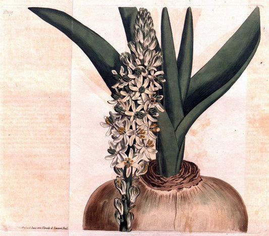 Curtis's botanical magazine. London ; New York [etc.] :Academic Press [etc.]. | "Botanical illustration" Botany Periodicals "Pictorial works" "Plants, Ornamental"  | Vintage Print Reproduction 453766