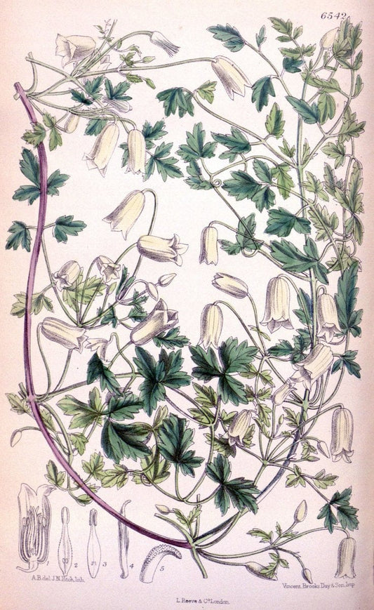 Curtis's botanical magazine. London ; New York [etc.] :Academic Press [etc.]. | "Botanical illustration" Botany Periodicals "Pictorial works" "Plants, Ornamental"  | Vintage Print Reproduction 453767