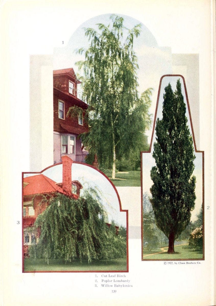 Chase fruit and flowers in natural colorsRochester, N.Y.,Chase brothers company[c1922] | Vintage Print Reproduction 453768